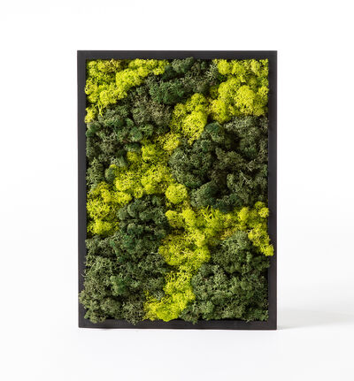 Mosebilde grønn firkantet Mosebilde grønn firkantet